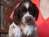 Vent de trois chiots Springer Spaniel mâles (LOF)