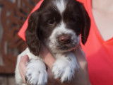 À vendre, chiots Springer Spaniel (LOF)