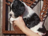 À vendre, chiots Springer Spaniel (LOF)