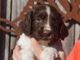 À vendre, chiots Springer Spaniel (LOF)