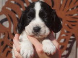 À vendre, chiots Springer Spaniel (LOF)