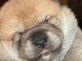 À réserver, trois chiots Shiba (LOF)