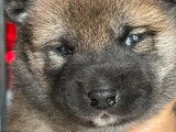À réserver, trois chiots Shiba (LOF)