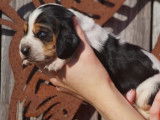 À vendre, neuf chiots Basset Hound tricolores (LOF)