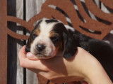À vendre, neuf chiots Basset Hound tricolores (LOF)