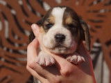 À vendre, neuf chiots Basset Hound tricolores (LOF)
