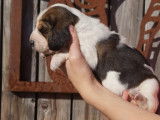 Vente de six chiots Basset Hound tricolores (LOF)