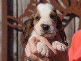 Vente de six chiots Basset Hound tricolores (LOF)
