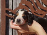 Vente de six chiots Basset Hound tricolores (LOF)