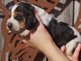 Vente de six chiots Basset Hound tricolores (LOF)