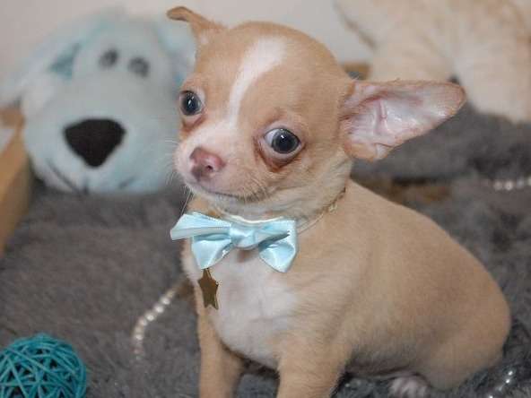 Disponible, un chiot Chihuahua marron et blanc à poils courts LOF