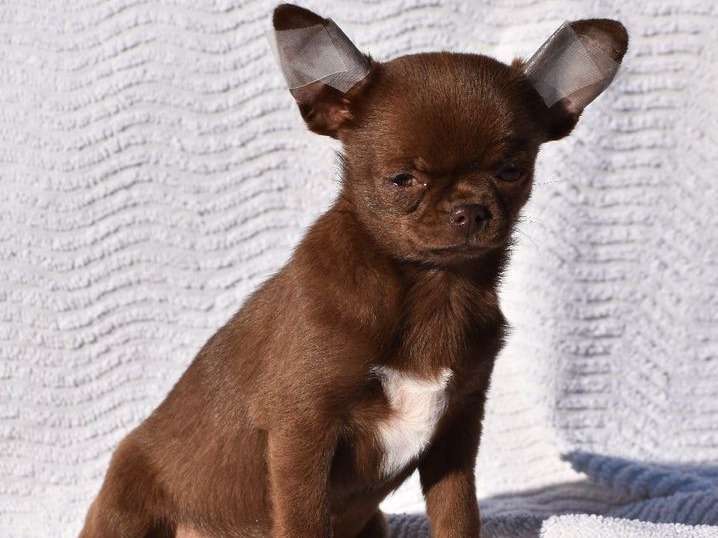 Mise à la vente d’un chiot Chihuahua LOF femelle à la robe chocolat