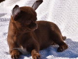 Mise à la vente d’un chiot Chihuahua LOF femelle à la robe chocolat