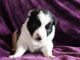 6 chiots Border Collie blancs noirs n&eacute;s 2021 non LOF &agrave; r&eacute;server