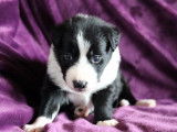 6 chiots Border Collie blancs noirs n&eacute;s 2021 non LOF &agrave; r&eacute;server