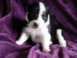 6 chiots Border Collie blancs noirs n&eacute;s 2021 non LOF &agrave; r&eacute;server