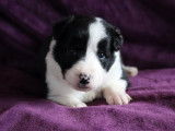 6 chiots Border Collie blancs noirs n&eacute;s 2021 non LOF &agrave; r&eacute;server