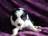 6 chiots Border Collie blancs noirs n&eacute;s 2021 non LOF &agrave; r&eacute;server