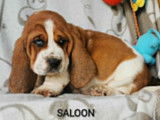 5 chiots Basset Hound LOF disponibles à la réservation