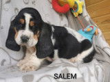 5 chiots Basset Hound LOF disponibles à la réservation