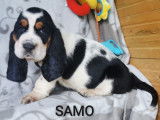 5 chiots Basset Hound LOF disponibles à la réservation