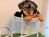 3 chiots Yorkshire au pelage noir et marron, non LOF, à vendre