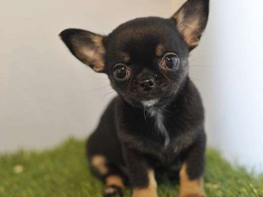 4 chiots Chihuahua non LOF à acheter