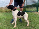 Chien mâle noir et blanc de 2 ans, Pointer non LOF, à vendre