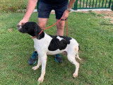 Chien mâle noir et blanc de 2 ans, Pointer non LOF, à vendre
