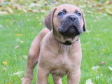 11 chiots Cane Corso LOF marron disponible à l’achat