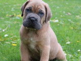 11 chiots Cane Corso LOF marron disponible à l’achat