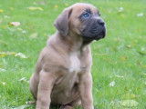 11 chiots Cane Corso LOF marron disponible à l’achat