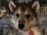 Chiots Husky Sibérien LOF à réserver