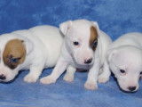 Chiots Jack Russel non-LOF à réserver
