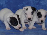 Chiots Jack Russel non-LOF à réserver