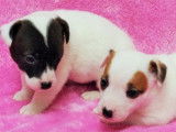 Chiots Jack Russel non-LOF à réserver