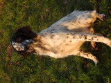 Superbes chiots Setter Anglais LOF disponibles