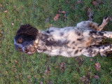 Superbes chiots Setter Anglais LOF disponibles