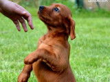 9 chiots LOF Setter Irlandais marron disponibles à la vente