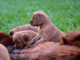 9 chiots LOF Setter Irlandais marron disponibles à la vente