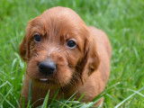 9 chiots LOF Setter Irlandais marron disponibles à la vente
