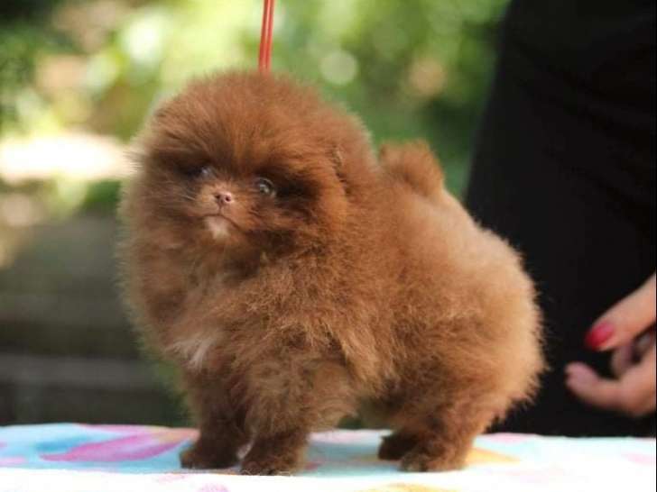 Vente d’une jeune chienne Spitz Pomeranian chocolat miniature LOF