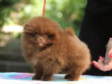 Vente d’une jeune chienne Spitz Pomeranian chocolat miniature LOF
