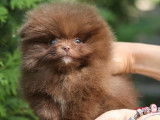 Vente d’une jeune chienne Spitz Pomeranian chocolat miniature LOF