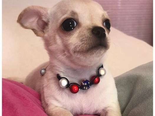 Réservation ouverte pour deux chiots Chihuahuas nés en août 2021 LOF