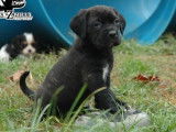 Chiots Cane Corso LOF &agrave; r&eacute;server