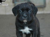 Chiots Cane Corso LOF &agrave; r&eacute;server
