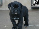 Chiots Cane Corso LOF &agrave; r&eacute;server