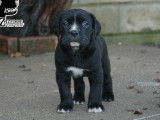 Chiots Cane Corso LOF &agrave; r&eacute;server
