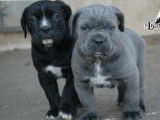 Chiots Cane Corso LOF &agrave; r&eacute;server